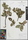 Foto von Salix hastata L.